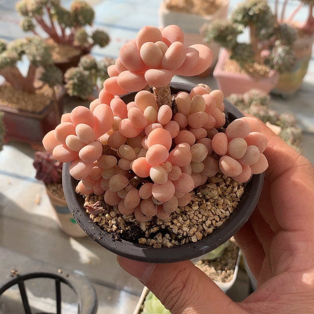 洛可可多肉一颗9.5厘米