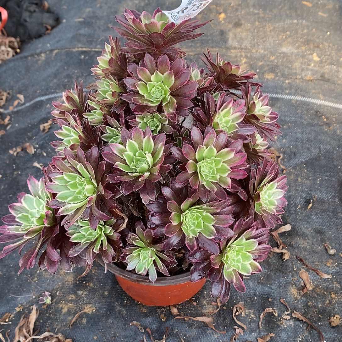 738繁星多肉法师锦有断枝