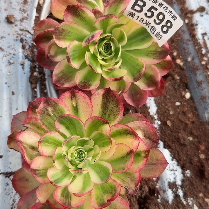 多肉法师淘宝福利