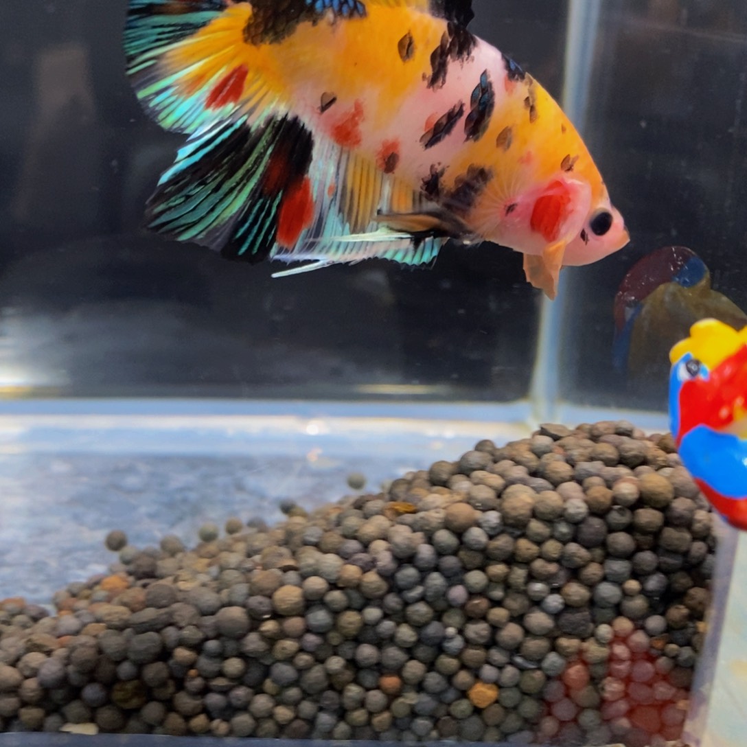 斗鱼165巨斗11111