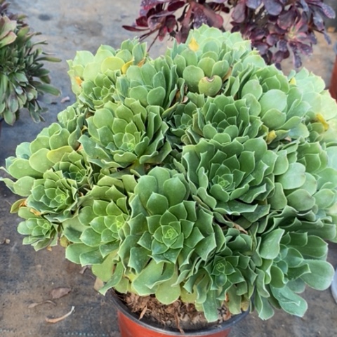 绿羊绒多肉植物038