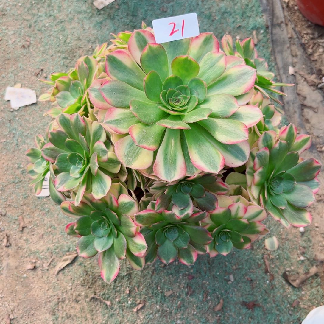 21雨荷法师多肉植物