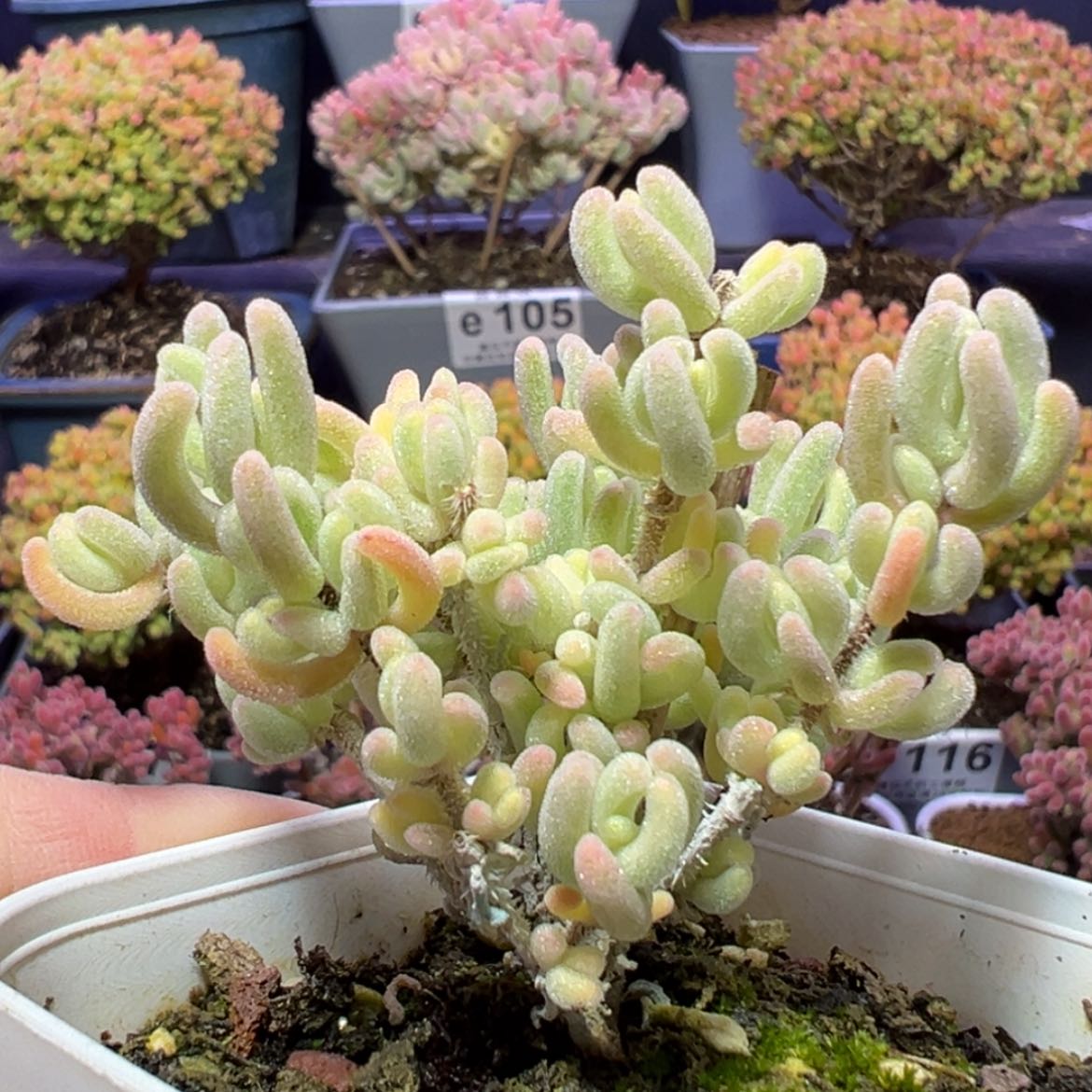 【闪购商品】e160小精控橙叶锦枝干番杏