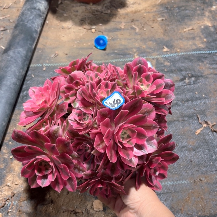 女巫有砍母本朵朵1450