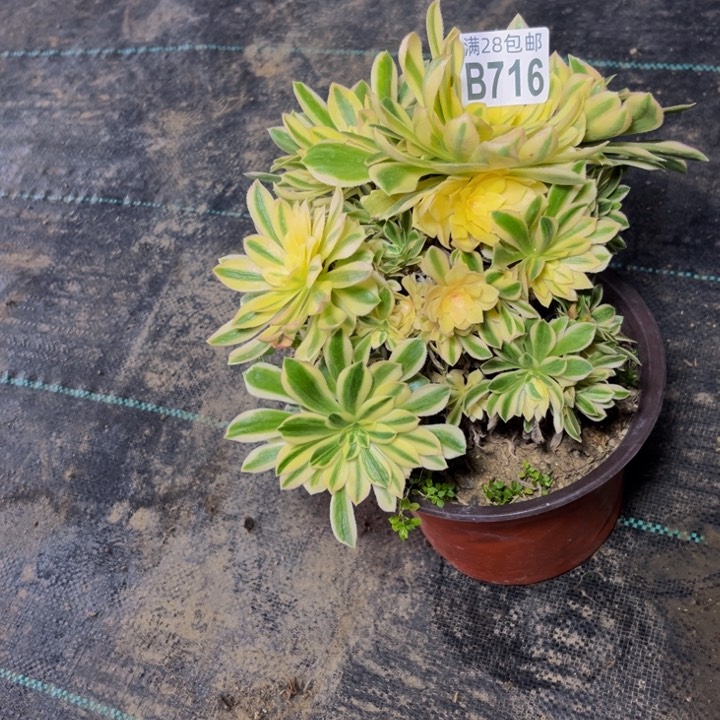 716多肉植物一物一拍