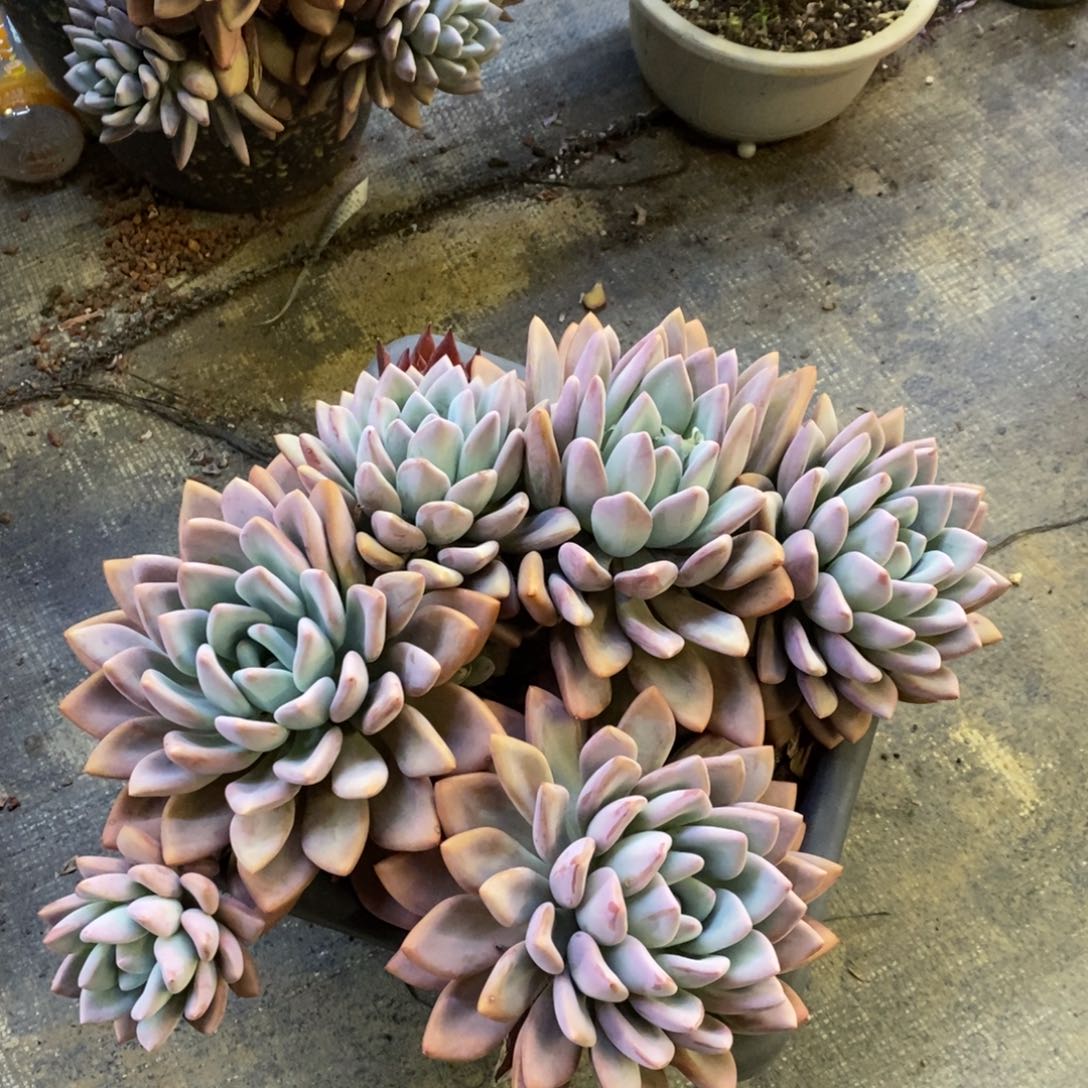 老**菜老坛衫菜多肉植物