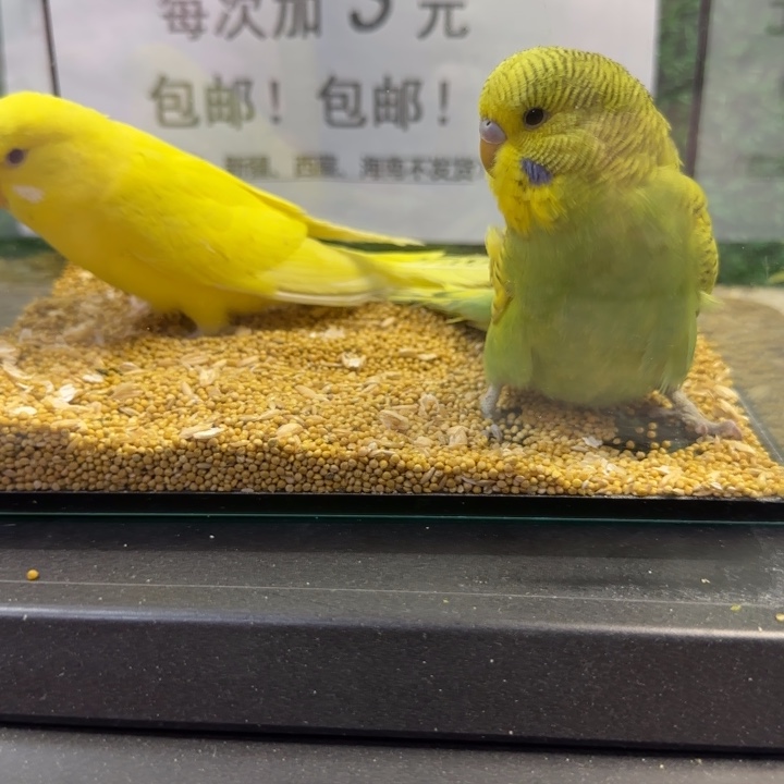 虎皮鹦鹉大头虎皮鹦鹉
