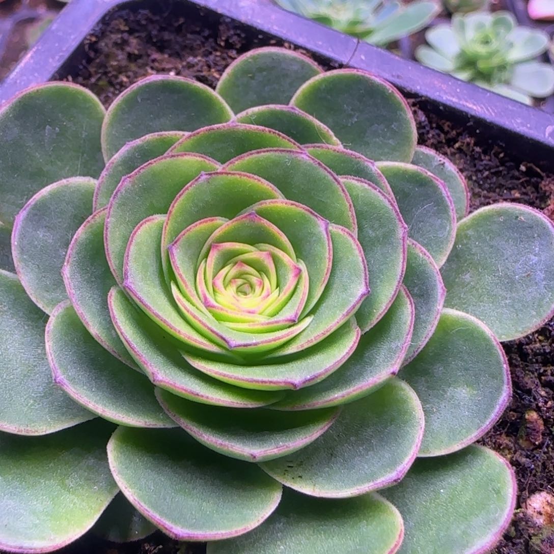 麒麟玫瑰6厘米1212427686