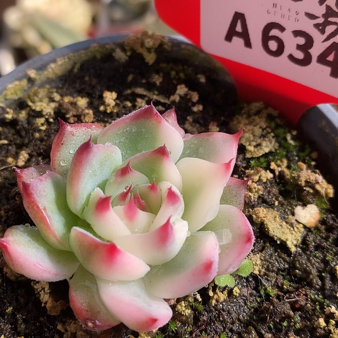 634娃娃哈哈哈哈哈哈