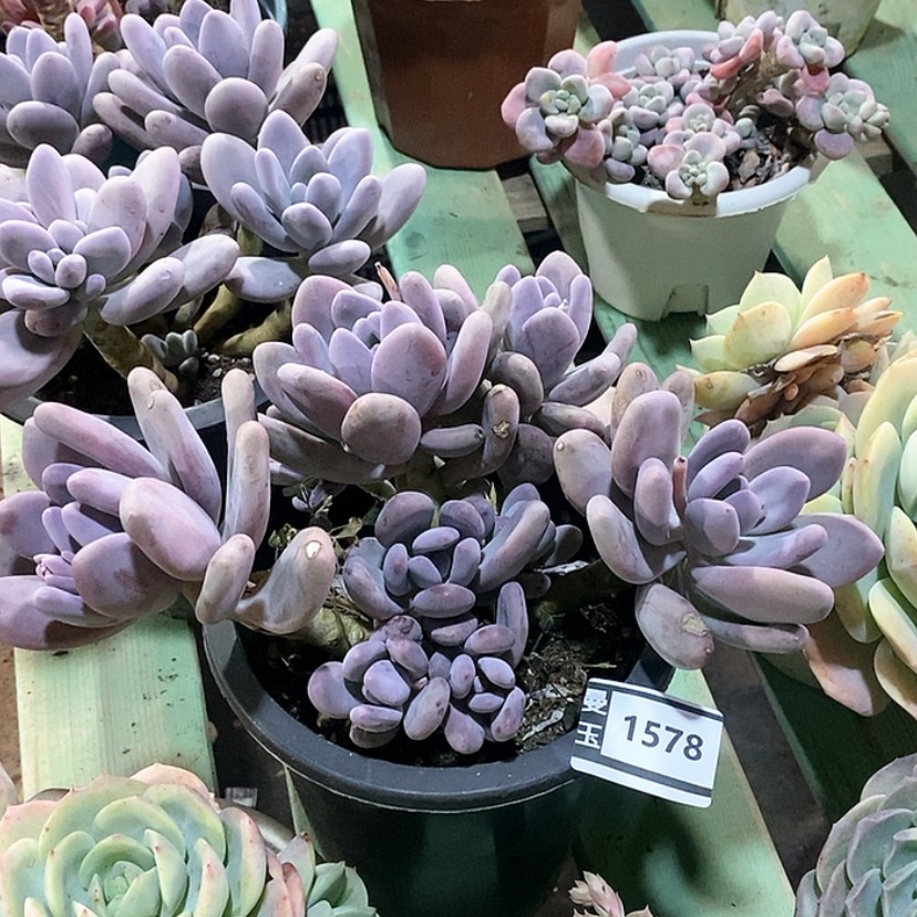 【闪购商品】桃美人1578