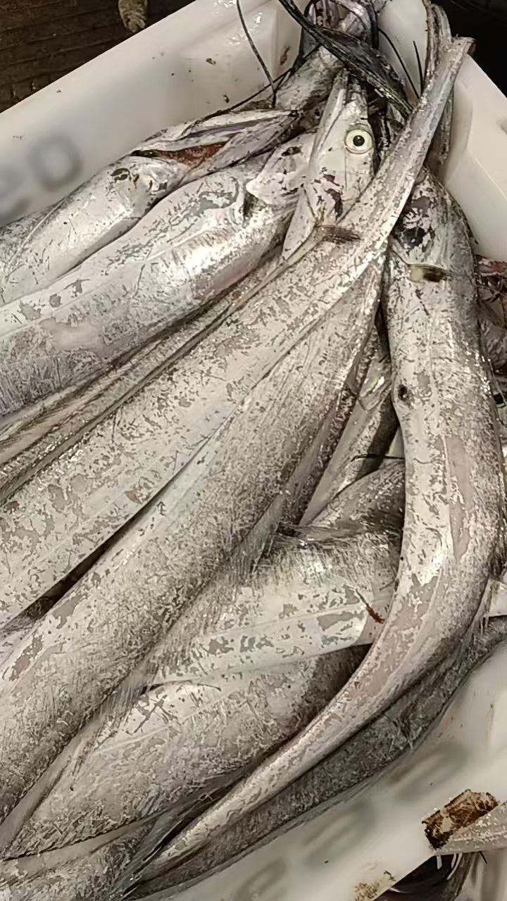 新鲜小眼睛带鱼花皮5斤急冻顺丰全国包邮发货