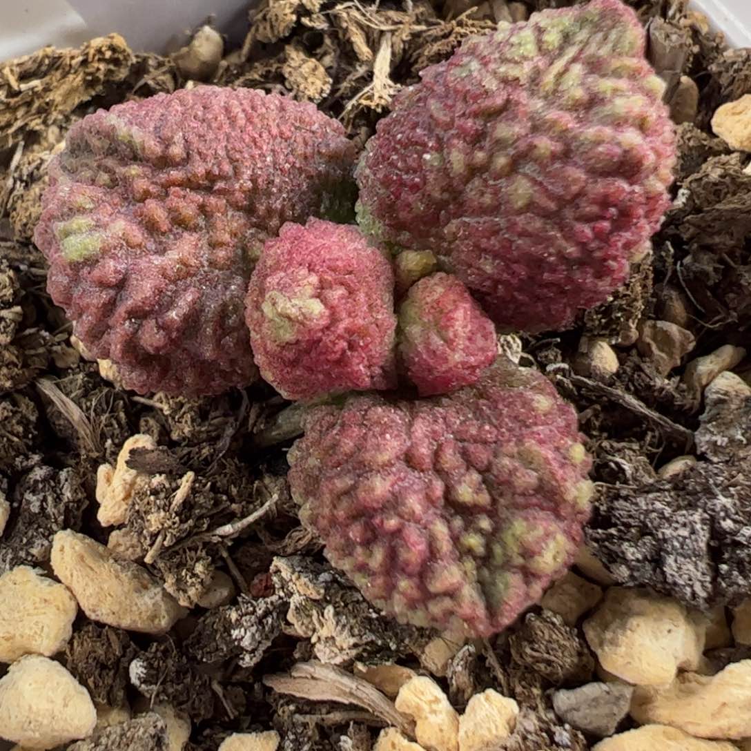 实生新品多肉植物水泡