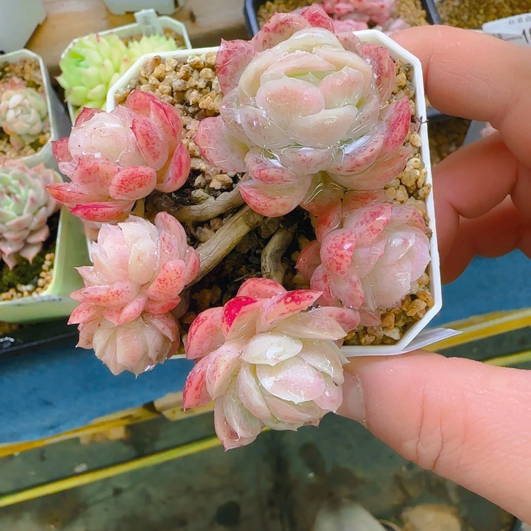 仙农月影，188、仙农出品