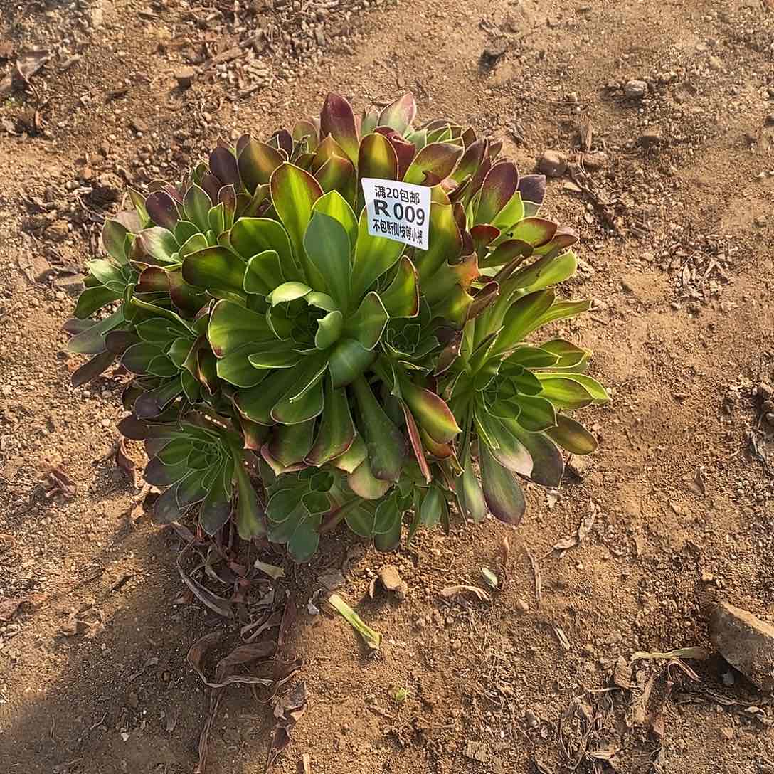 009火焰山多肉法师锦