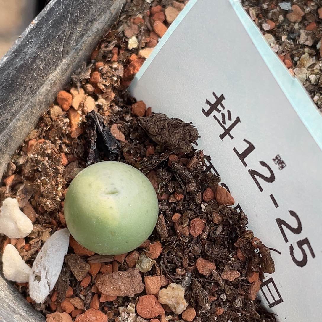 12-25大g小苗多肉植物
