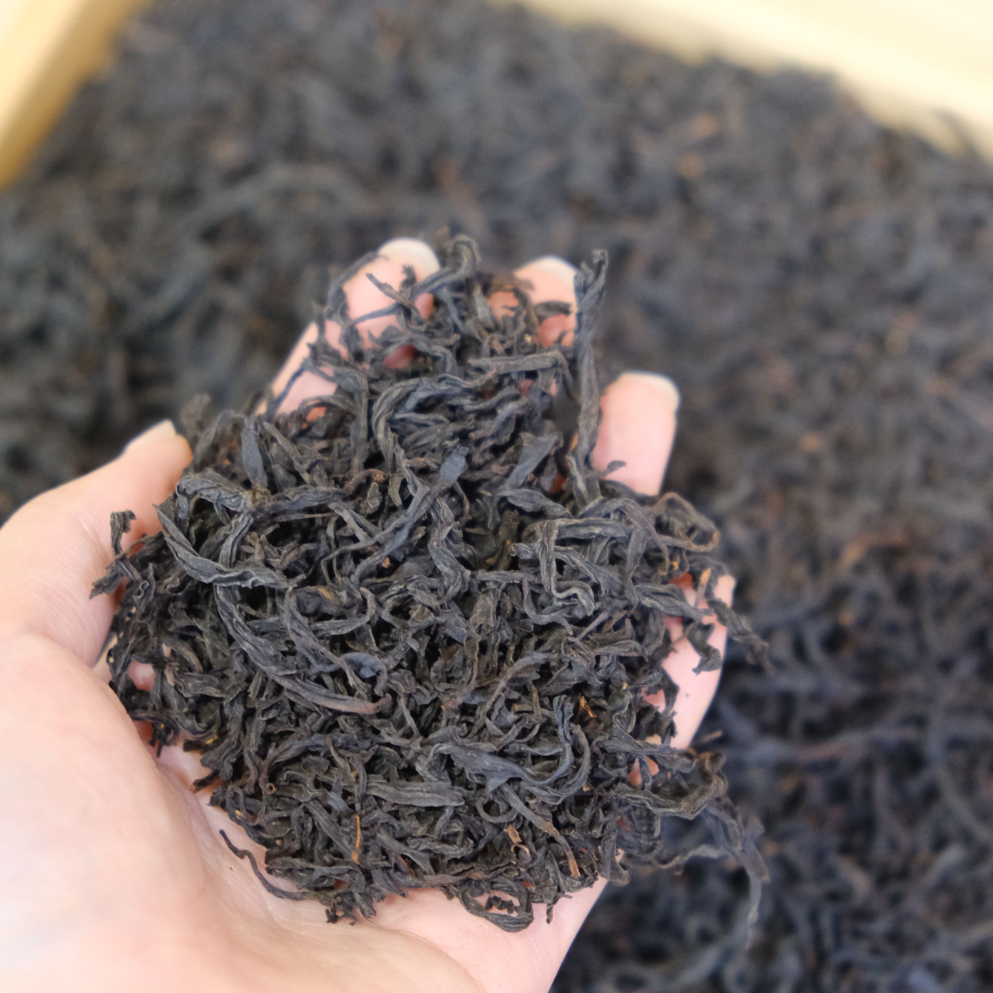 【供销现场收茶】野生小种红茶