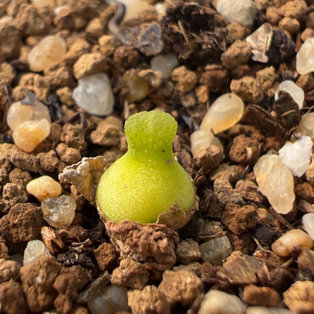 68多肉植物百科葫芦