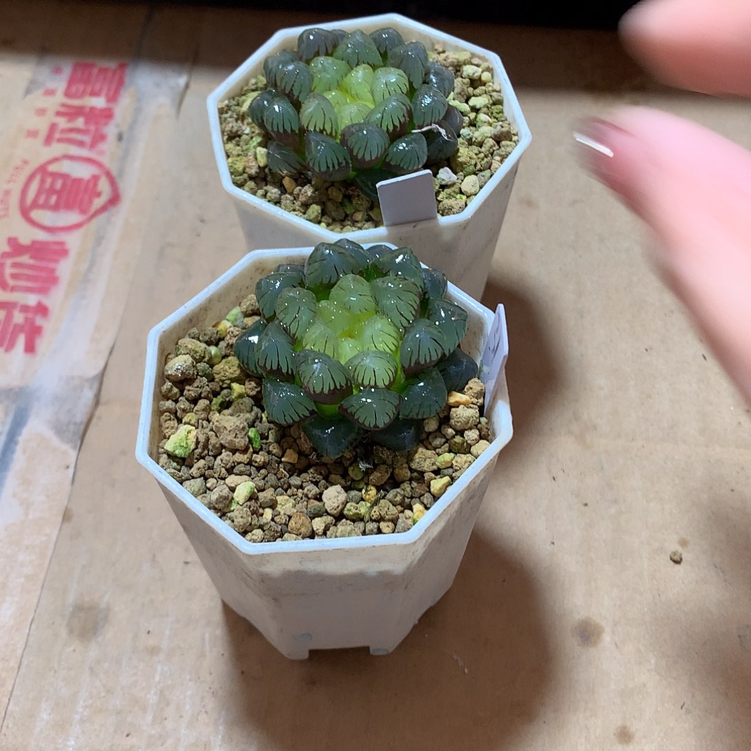 2颗直播拍一物一拍