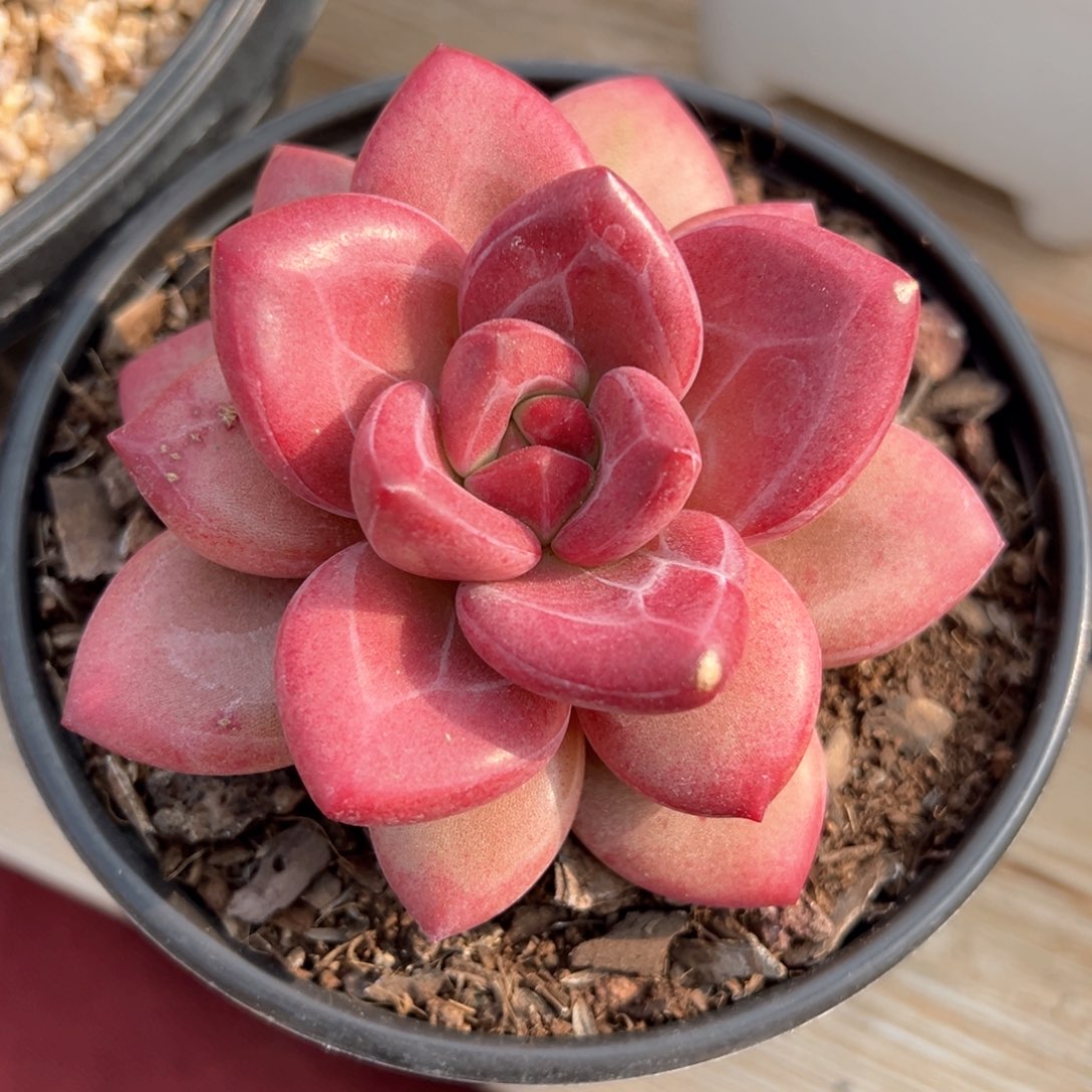 赫菲斯托多肉植物