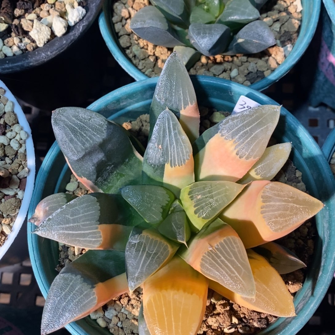 一颗实生大克锦。   