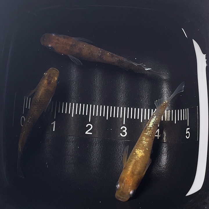 青鳉鱼醒狮两公一母