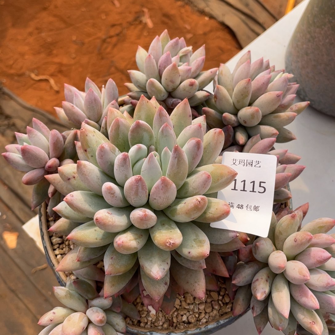 所罗门群生多肉多肉1115