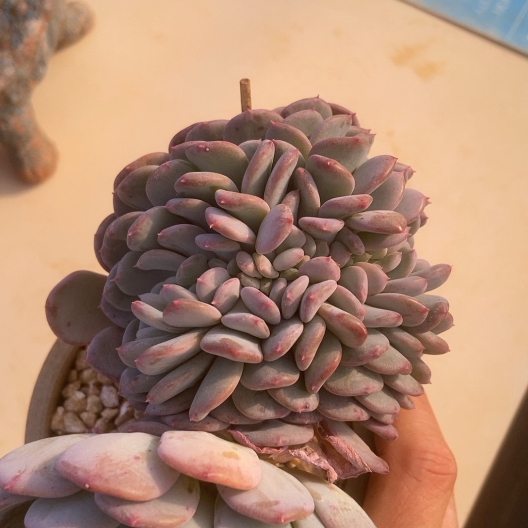 玛瑙缀生多肉多肉多肉多肉