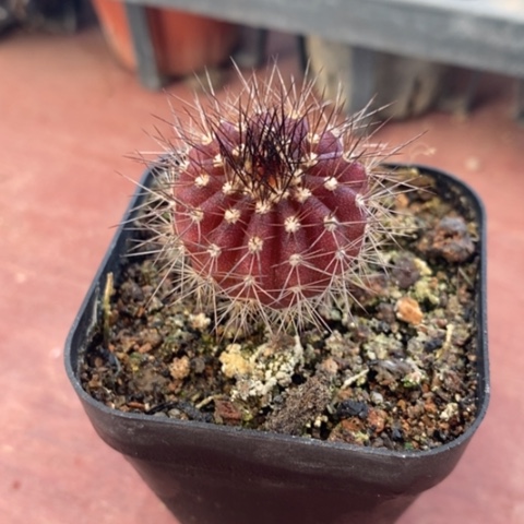 实生尤伯球2仙人球