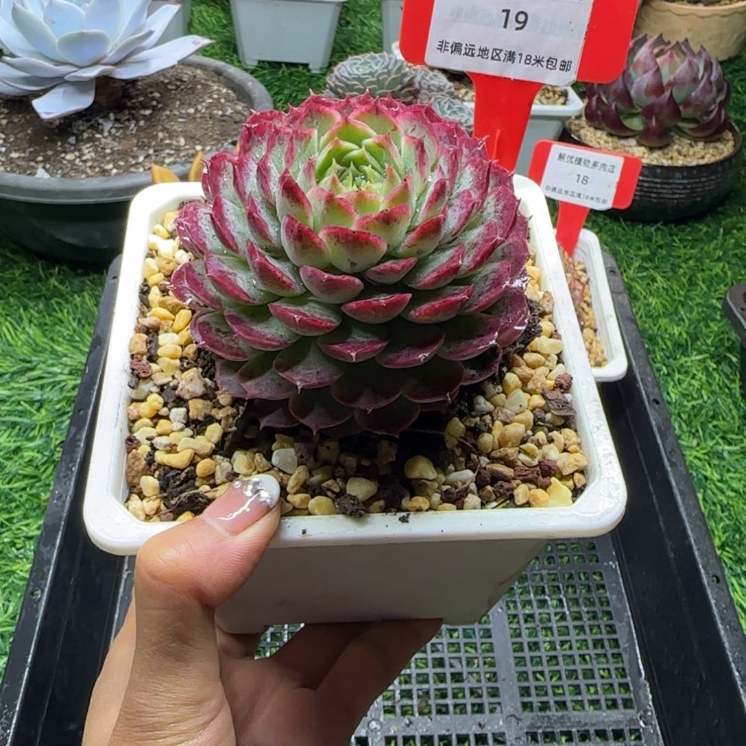 解忧植物多肉编号19