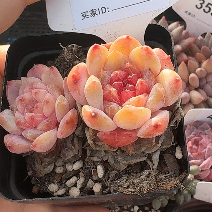 冰糖水晶多肉植物436