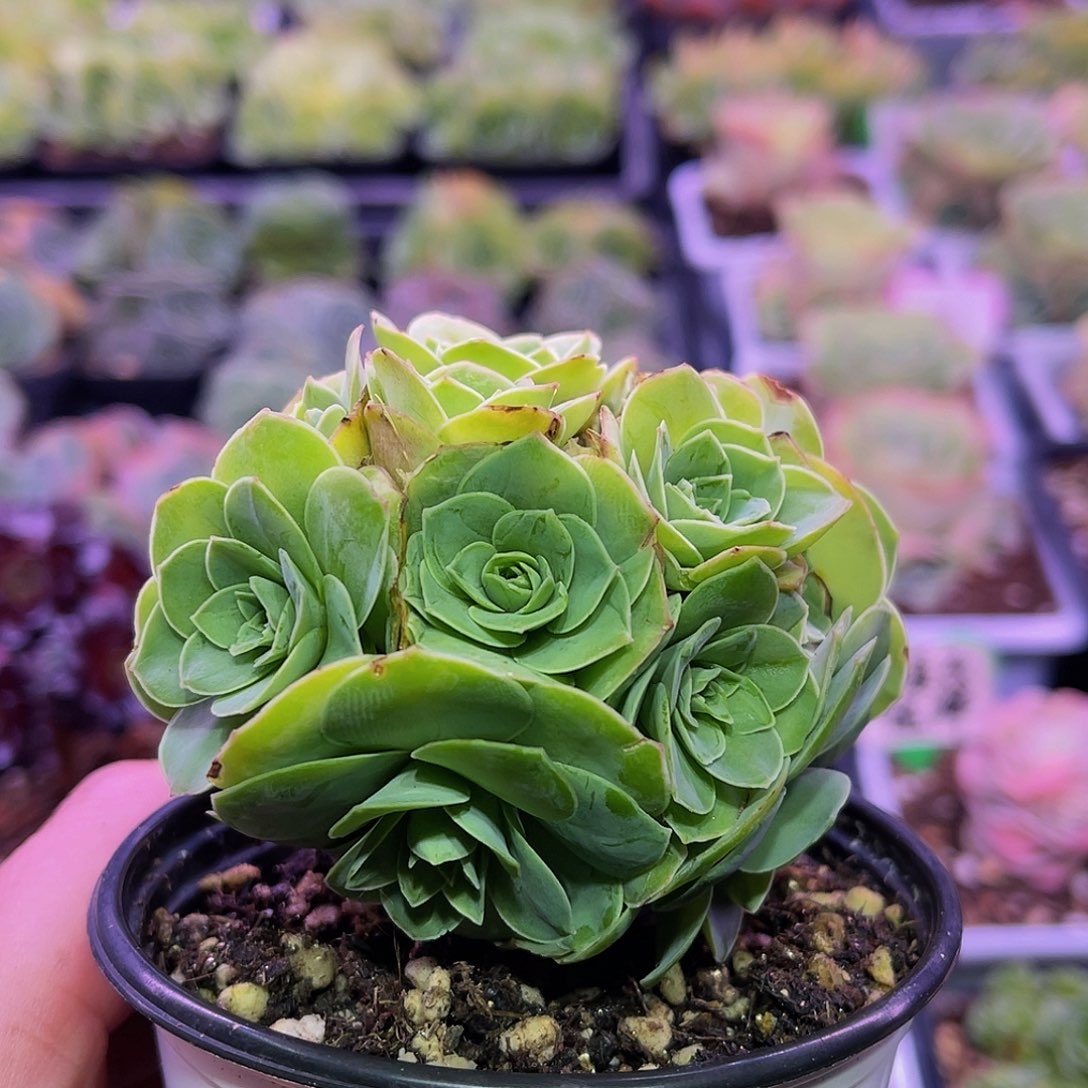 舞衣女花球 非偏远包邮