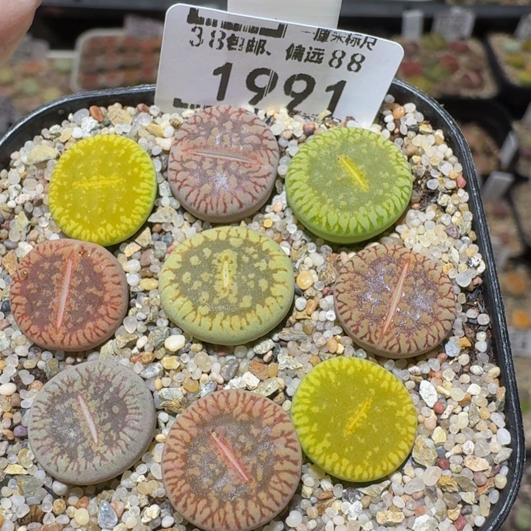 Sssss精品生石花1991