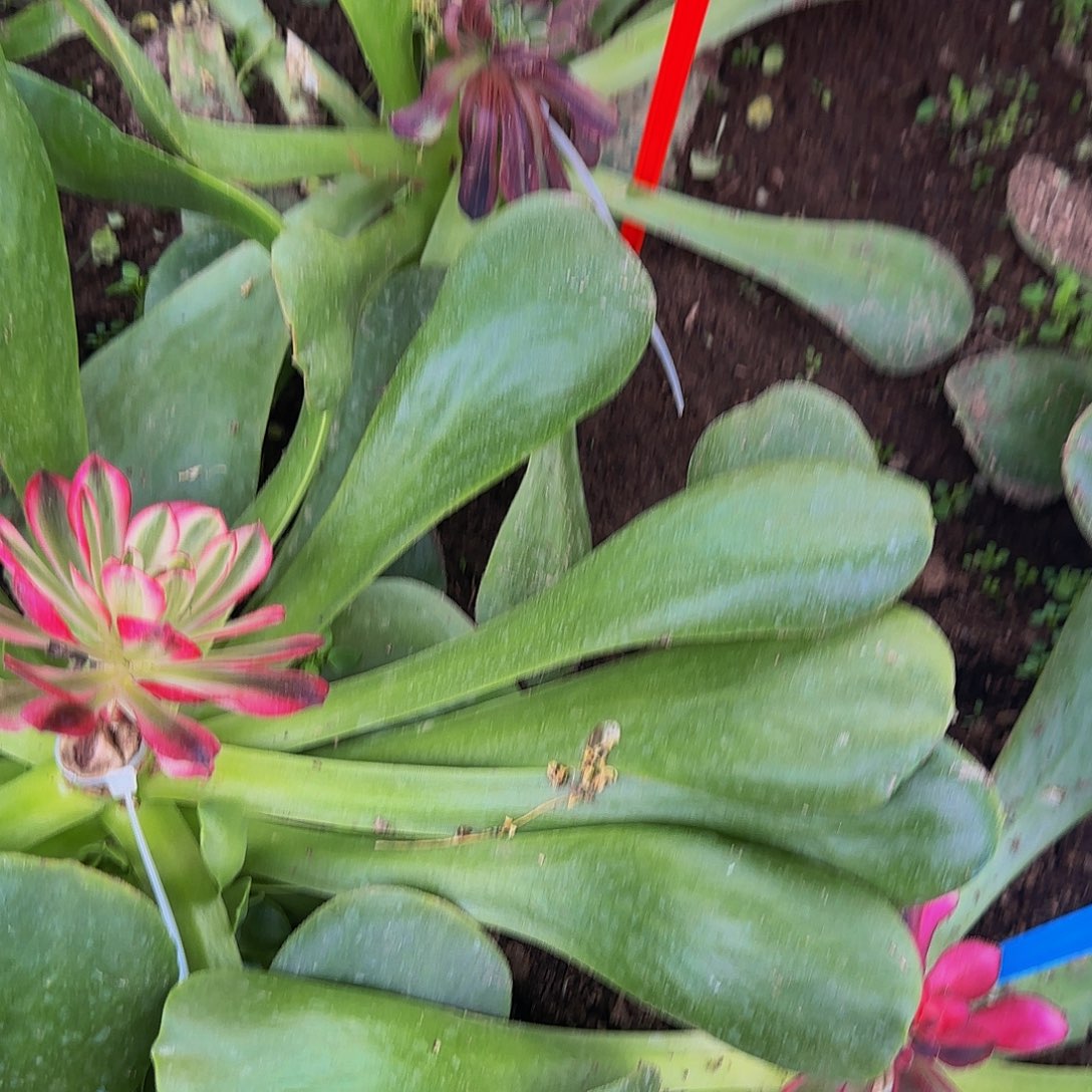 l***.423莫兰迪寄养哦哦