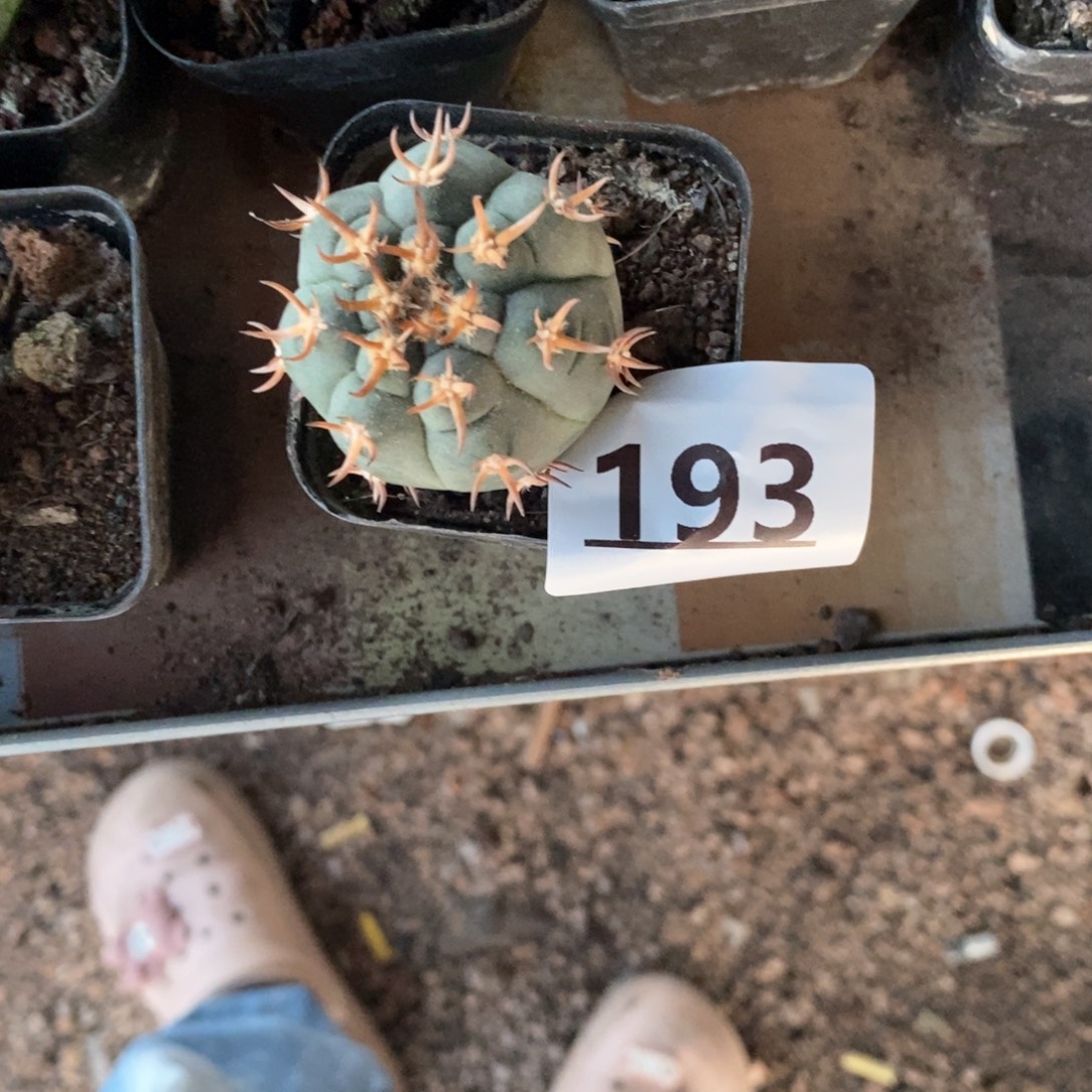 大***鼻193号实生猫爪仙人球