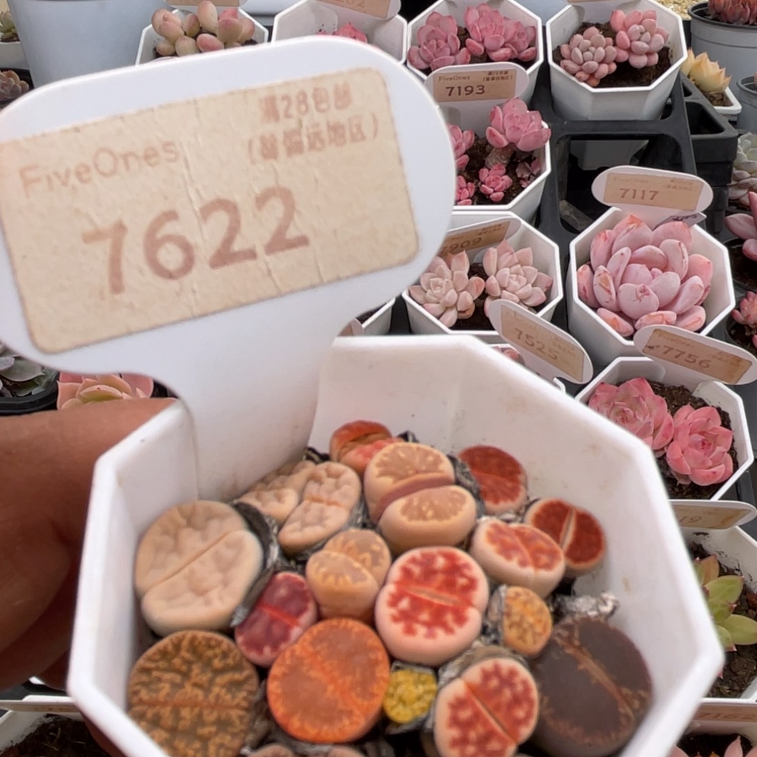 生石花7622-5.0厘米