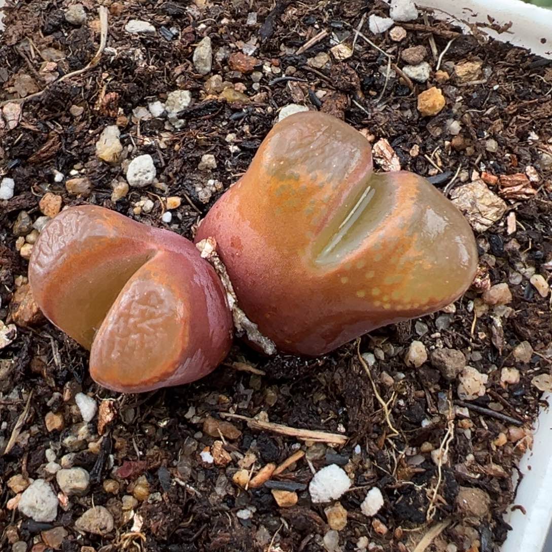 1.15好看的多肉081