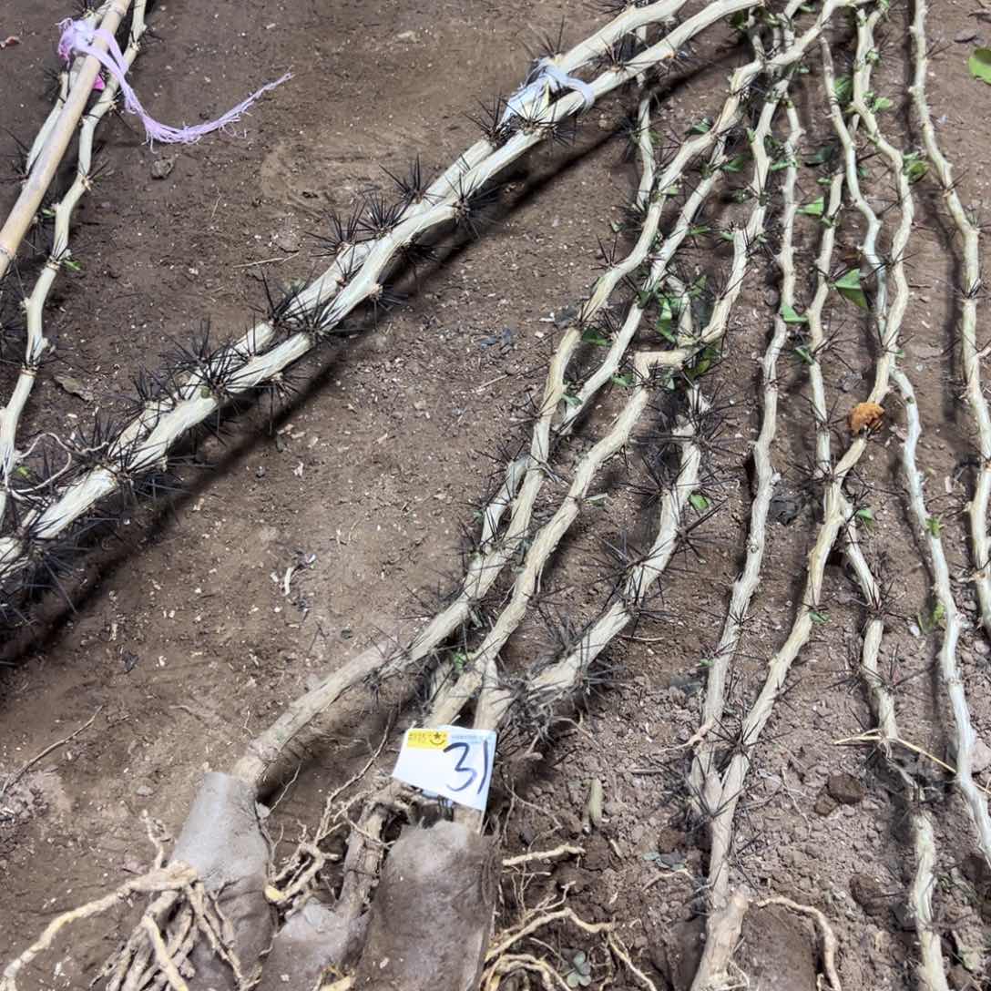 1.2米有弯的叶仙四颗编号31