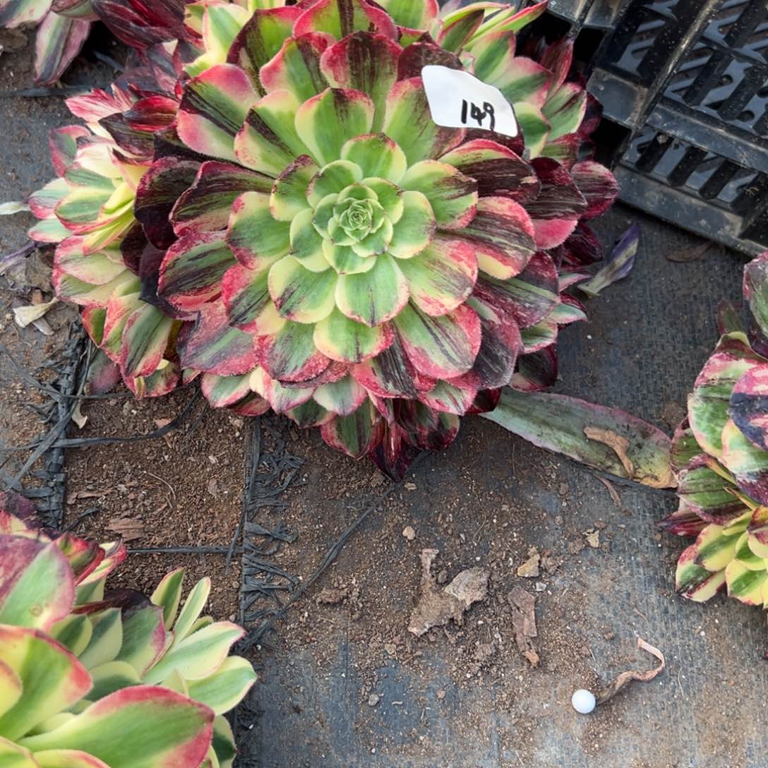 149伯爵无根多肉多肉多肉