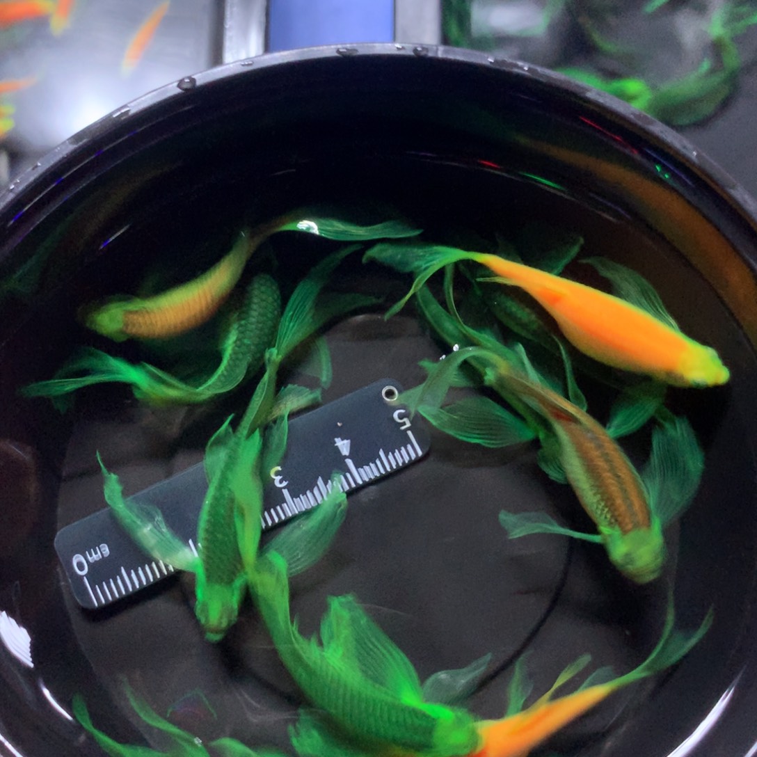 斑马鱼大号蝶翼斑马混搭10条（4-5厘米)