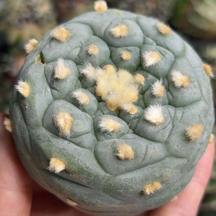 92 可帮发根可发货