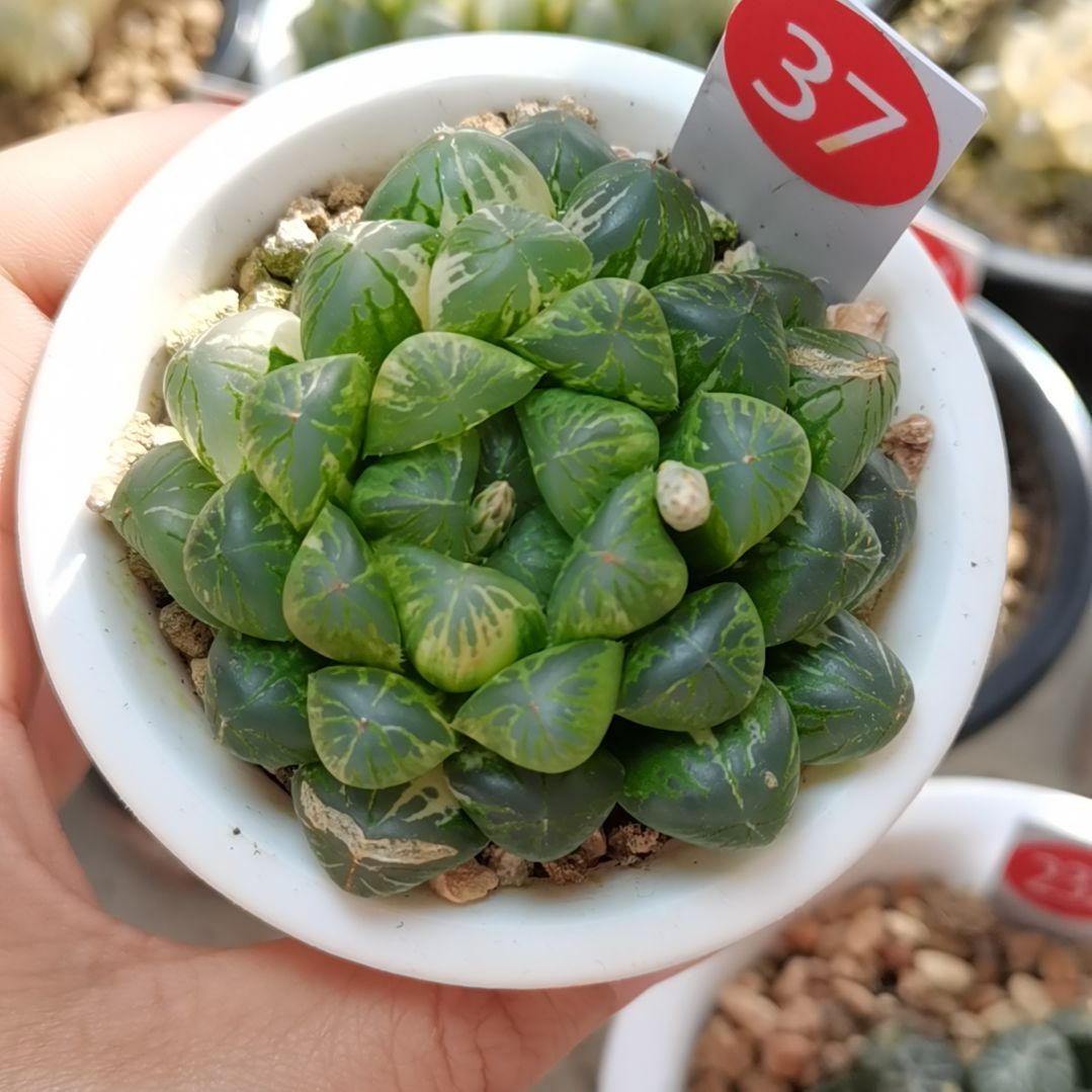 37号塑料皮玉露锦一物一拍带盆土发货