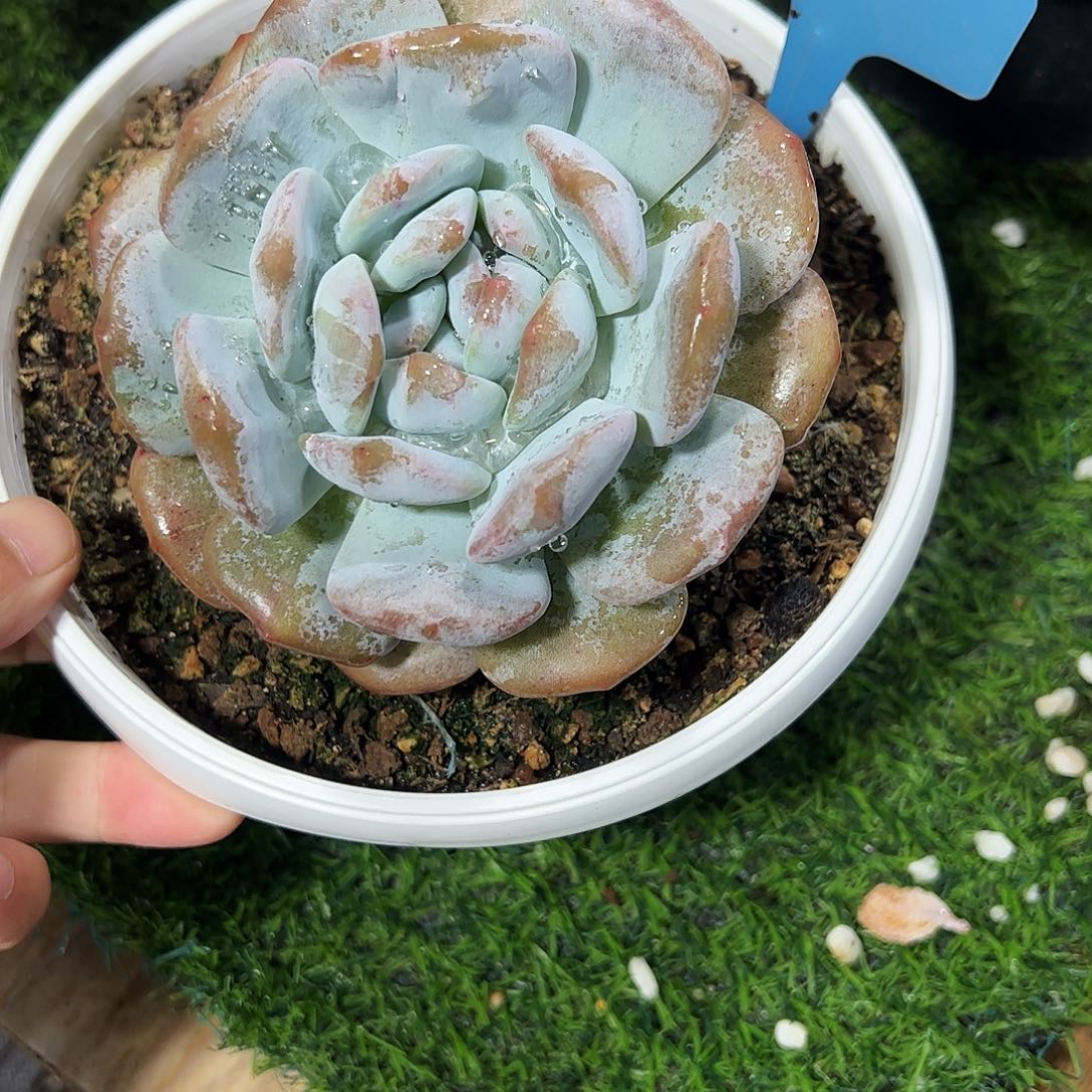 橙子石化多肉植物