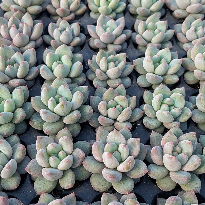 小象牙奶1元带土发货