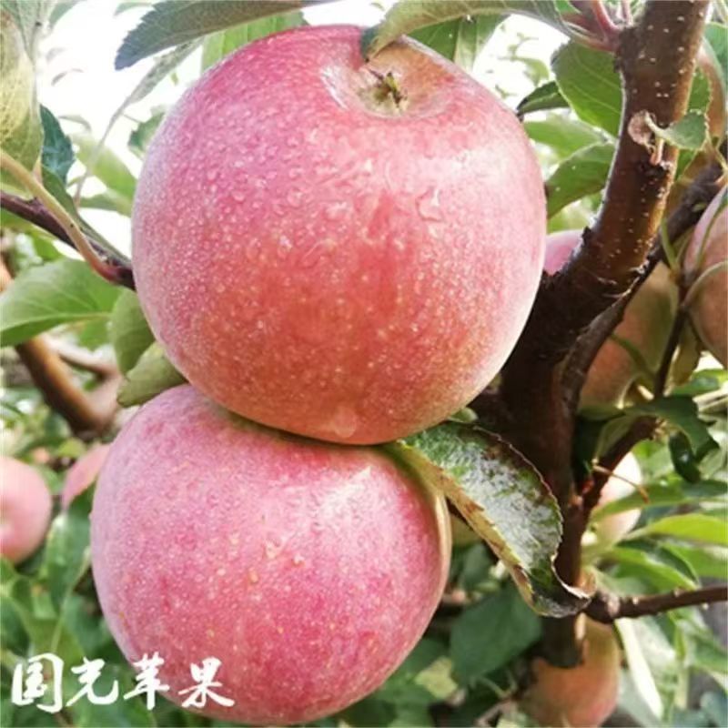 国光苹果树苗嫁接脱毒抗寒耐旱耐涝基地直发苗庭院地栽清脆甜酸
