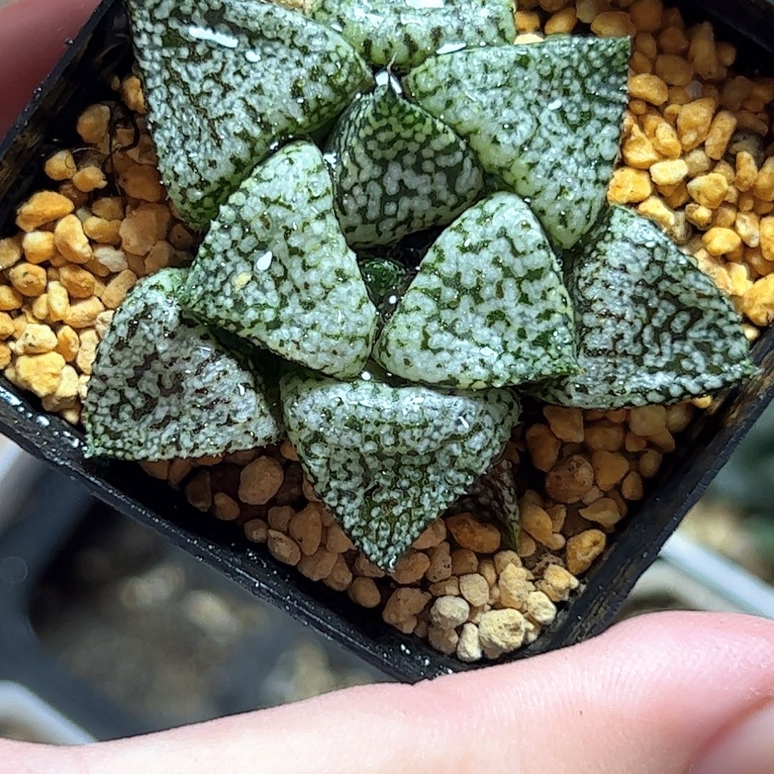 深海白银十二卷多肉