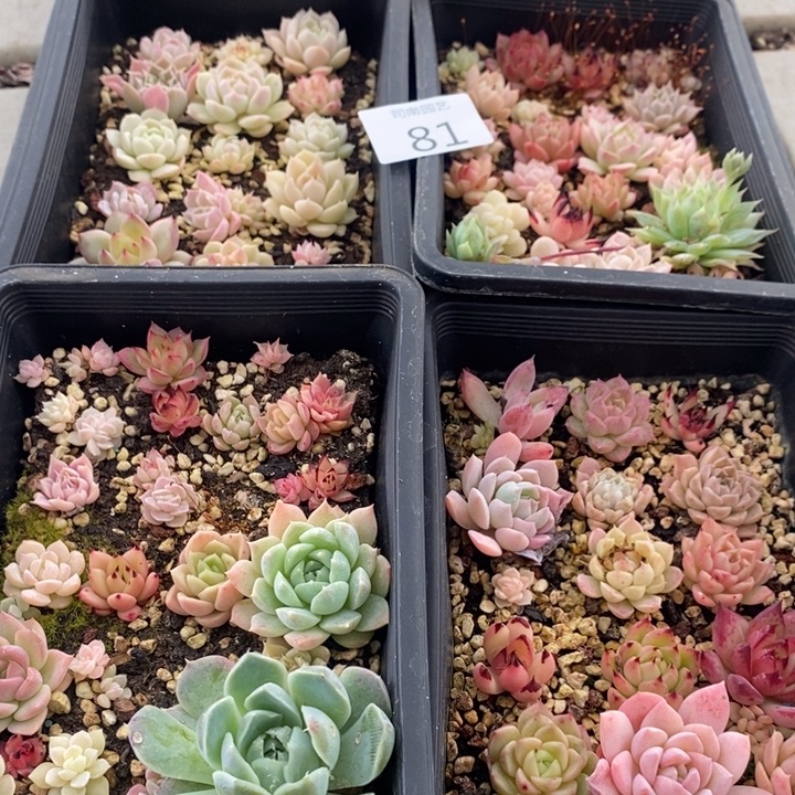 81 多肉植物盆栽花卉