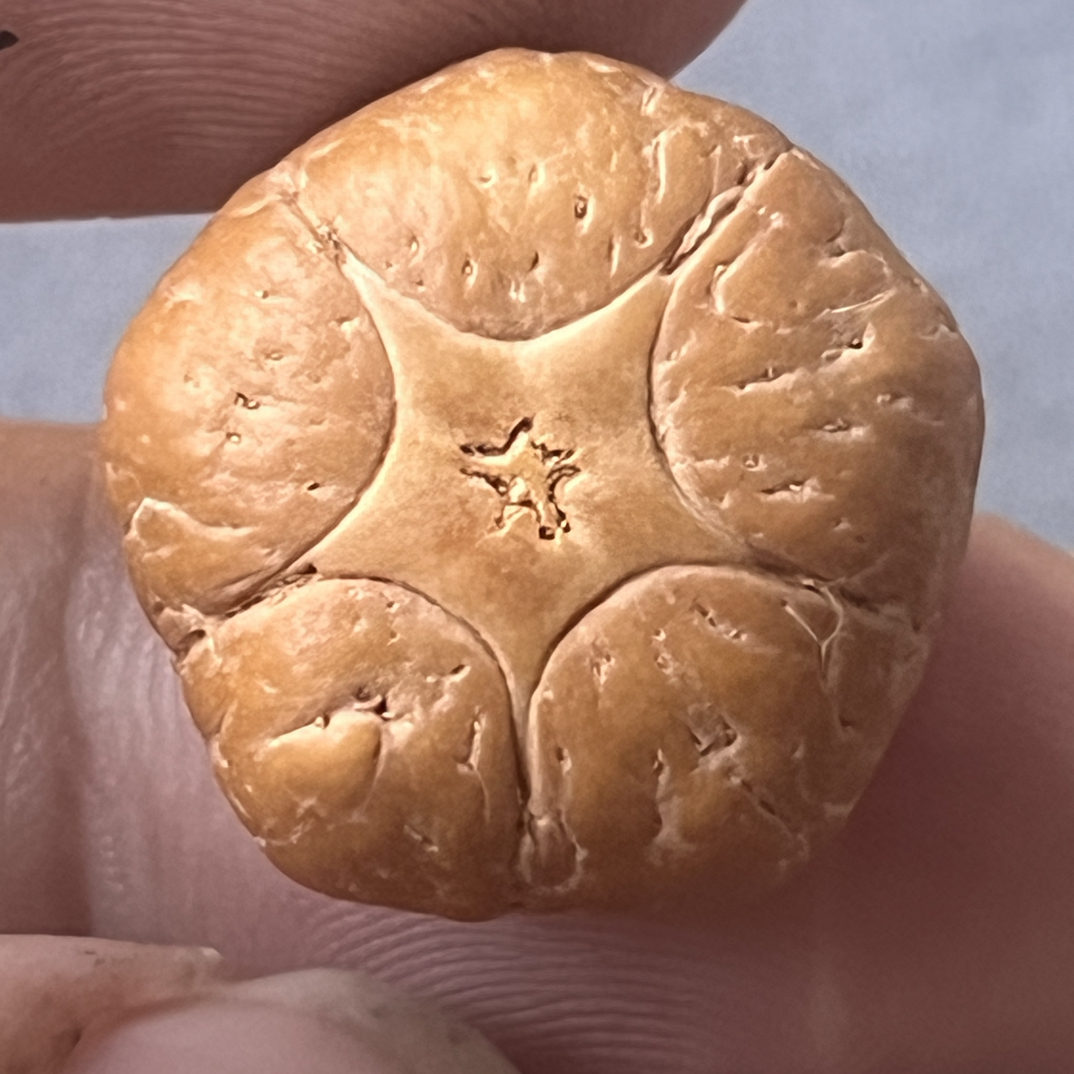 五星，星正，有打孔位，尺寸21mm，厚13.9mm，25年籽