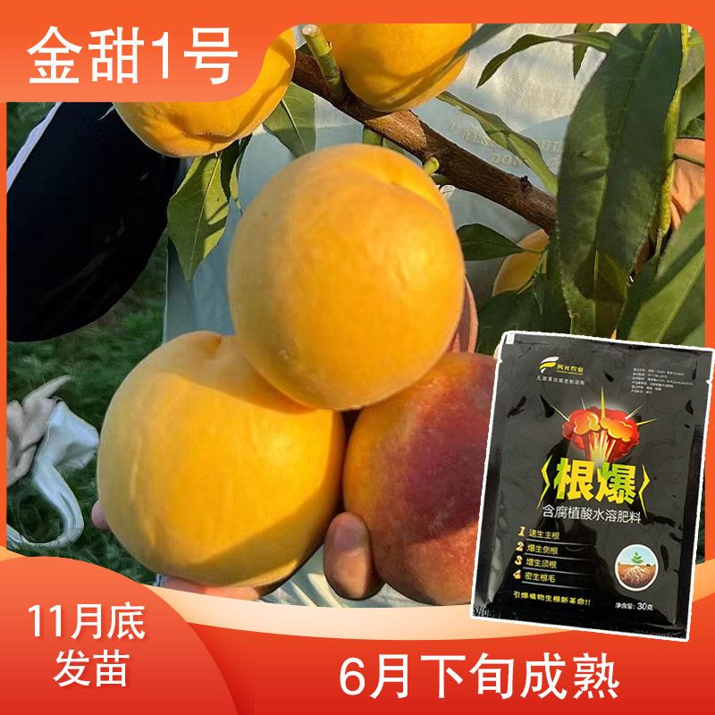 【金甜1号一级的】增产肥料（12月发）先发赠品