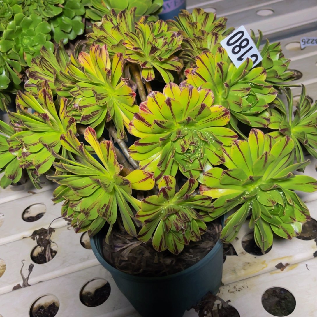 必火法师7////////28包邮