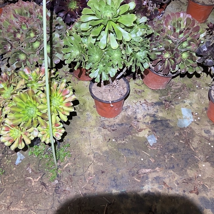 不包侧枝一物一拍8